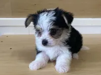 Princess, a female Morkie for sale in Fennimore, WI – 4 of 10