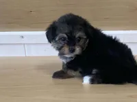 Lexi, a female Morkie for sale in Fennimore, WI – 2 of 10