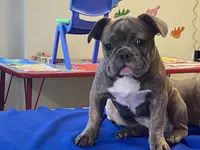 Fancy, a female French Bulldog for sale in Fennimore, WI – 8 of 10