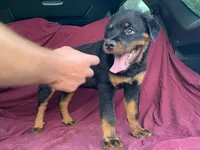 Groucho, a male Rottweiler for sale in Fennimore, WI – 2 of 9
