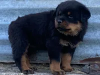 Groucho, a male Rottweiler for sale in Fennimore, WI – 5 of 10