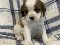 Ivy, a female Cavapoo for sale in Fennimore, WI – Photo 1 of 10