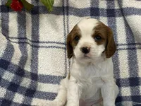 Ivy, a female Cavapoo for sale in Fennimore, WI – Photo 5 of 10