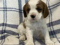 Ivy, a female Cavapoo for sale in Fennimore, WI – Photo 8 of 10