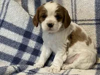 Ivy, a female Cavapoo for sale in Fennimore, WI – Photo 9 of 10