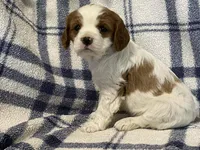 Ivy, a female Cavapoo for sale in Fennimore, WI – Photo 4 of 10