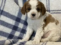 Ivy, a female Cavapoo for sale in Fennimore, WI – Photo 3 of 10