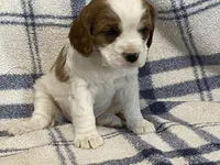 Ivy, a female Cavapoo for sale in Fennimore, WI – Photo 10 of 10