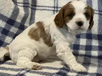 Ivy, a female Cavapoo for sale in Fennimore, WI – Photo 6 of 10