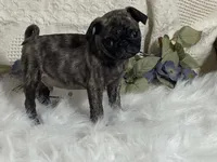 Victor, a male Pug for sale in Fennimore, WI – 4 of 10
