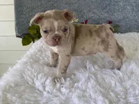 Franky, a male Frenchton for sale in Fennimore, WI – 9 of 10