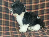 Lex, a male Bichon Frise and Shih Tzu for sale in Fennimore, WI – 3 of 10