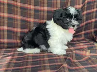 Lex, a male Bichon Frise and Shih Tzu for sale in Fennimore, WI – 8 of 10
