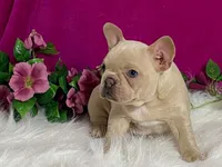 Zoey, a female Frenchton for sale in Fennimore, WI – 2 of 10