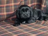 Katie, a female Cavalier King Charles Spaniel and Shih Tzu for sale in Fennimore, WI – 8 of 10