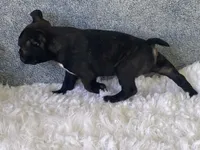 Potsy, a male Frenchton for sale in Fennimore, WI – 6 of 10