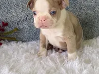 Sammy, a male Frenchton for sale in Fennimore, WI – 2 of 10