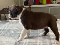 Ruby, a female Boston Terrier for sale in Fennimore, WI – 7 of 10