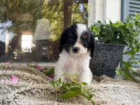 petunia, a female Cavapoo for sale in Fennimore, WI – 5 of 10