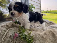 poppy, a male Cavapoo for sale in Fennimore, WI – 1 of 10