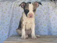 Carlie, a female Boston Terrier and Fox Terrier for sale in Fennimore, WI – 6 of 10