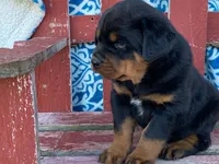 Chopper, a male Rottweiler for sale in Fennimore, WI – 9 of 10