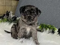 Alexa, a female Pug for sale in Fennimore, WI – 10 of 10
