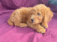 Classy, a female Goldendoodle for sale in Fennimore, WI – 10 of 10