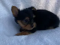 Chandler, a male Yorkshire Terrier for sale in Fennimore, WI – 2 of 10