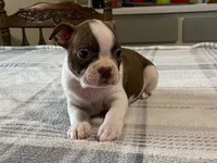 Rosie, a female Boston Terrier for sale in Fennimore, WI – 8 of 10