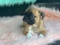 Tess, a female French Bulldog and Pug for sale in Fennimore, WI – 8 of 8
