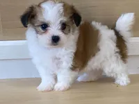 Panzy, a female Morkie for sale in Fennimore, WI – 8 of 10
