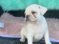 Snowball, a male French Bulldog and Pug for sale in Fennimore, WI – 9 of 10