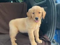 Lola, a female Golden Retriever for sale in Fennimore, WI – 4 of 10