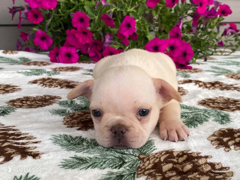 silver – French Bulldog puppy for sale in Fennimore, WI