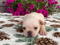 silver, a male French Bulldog for sale in Fennimore, WI – 1 of 10