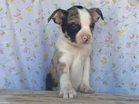 Carlie, a female Boston Terrier and Fox Terrier for sale in Fennimore, WI – 4 of 10