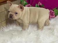 Zoey, a female Frenchton for sale in Fennimore, WI – 9 of 10