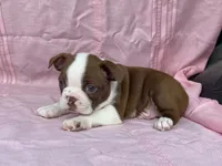Big Red, a male Boston Terrier for sale in Fennimore, WI – 5 of 10