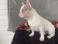 Panda, a male French Bulldog for sale in Fennimore, WI – 8 of 9