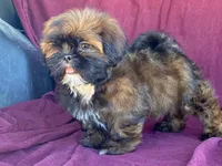 Barney, a male Shih Tzu for sale in Fennimore, WI – 3 of 10