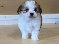 Panzy, a female Morkie for sale in Fennimore, WI – 5 of 10