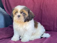 Billy, a male Shih Tzu for sale in Fennimore, WI – 4 of 10