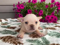 silver, a male French Bulldog for sale in Fennimore, WI – 6 of 10