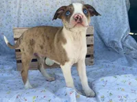 Chuck, a male Boston Terrier and Fox Terrier for sale in Fennimore, WI – 7 of 10