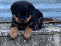 Groucho, a male Rottweiler for sale in Fennimore, WI – 7 of 10