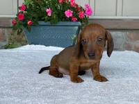 Hershey, a male Dachshund for sale in Fennimore, WI – 10 of 10