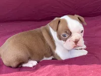 Hershey, a female Boston Terrier for sale in Fennimore, WI – 2 of 7