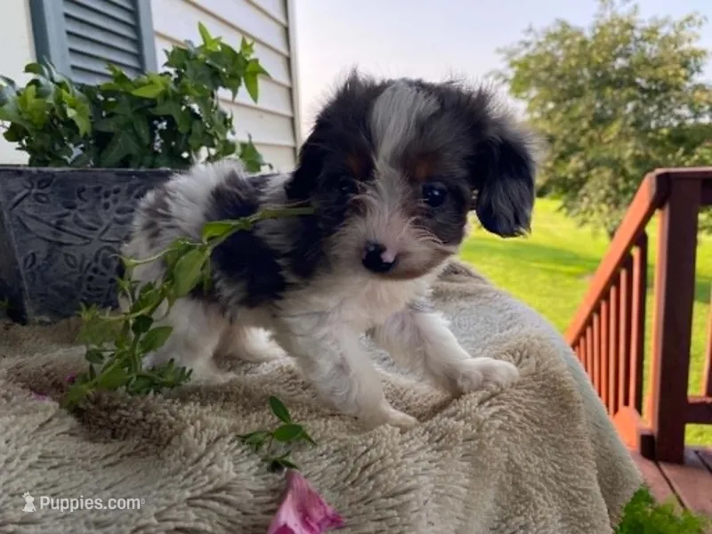 Rusty – Cavapoo puppy for sale in Fennimore, WI