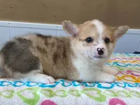 Pearl, a female Pembroke Welsh Corgi for sale in Fennimore, WI – 9 of 10